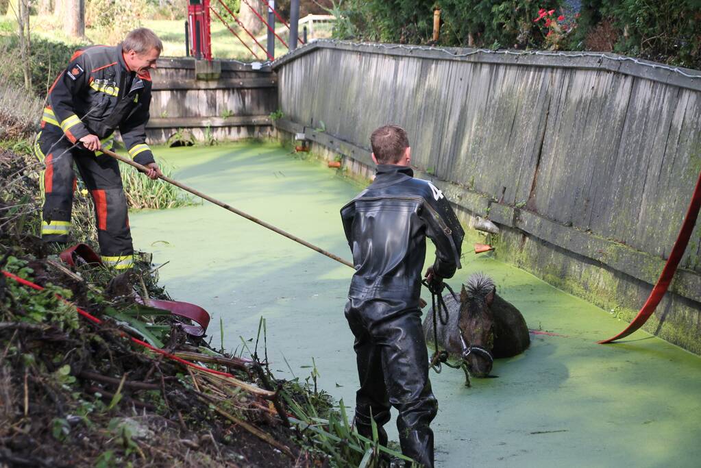 Paard met man en macht uit de sloot getrokken