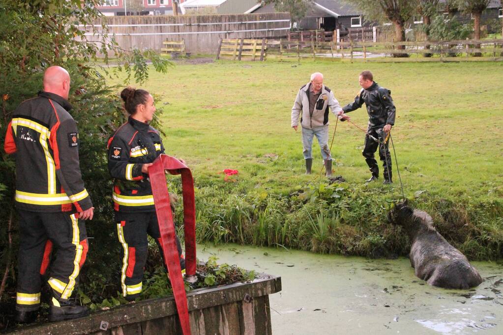 Paard met man en macht uit de sloot getrokken