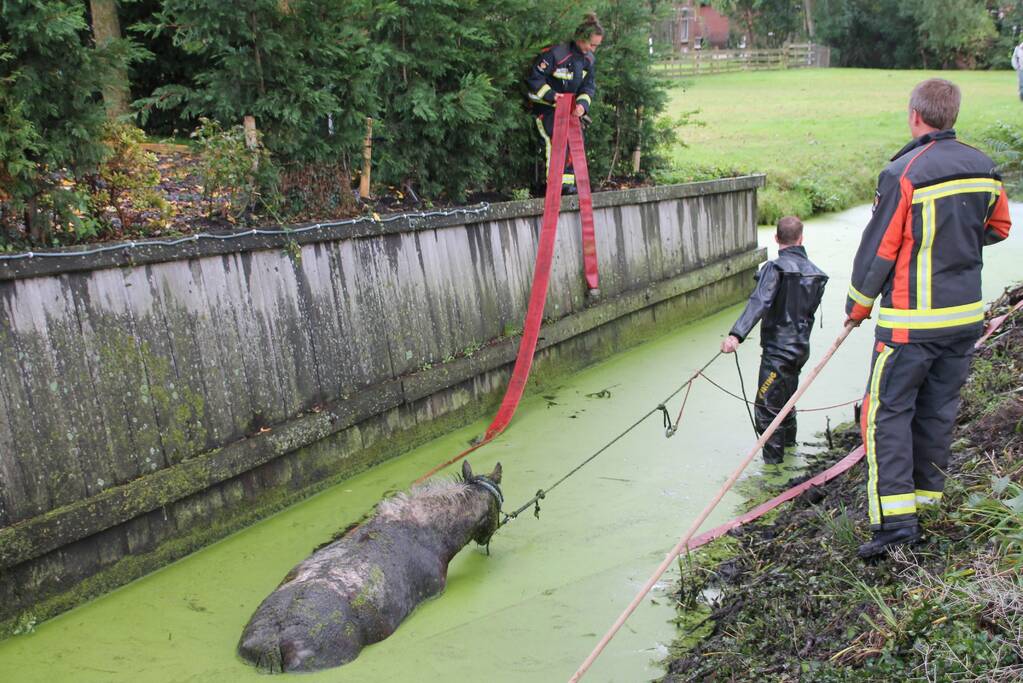 Paard met man en macht uit de sloot getrokken