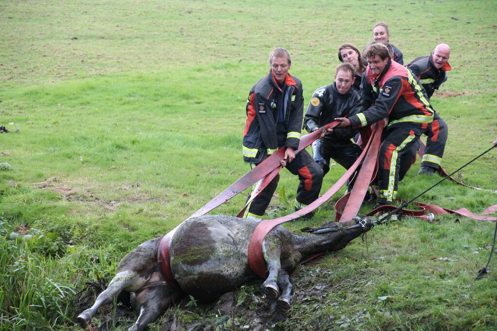 Paard met man en macht uit de sloot getrokken
