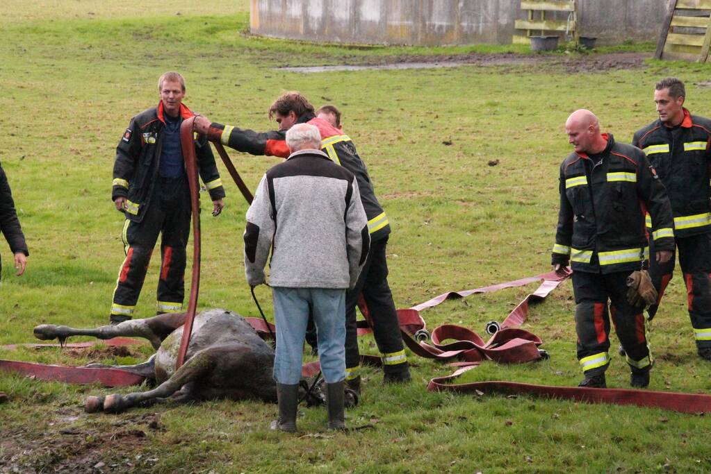 Paard met man en macht uit de sloot getrokken