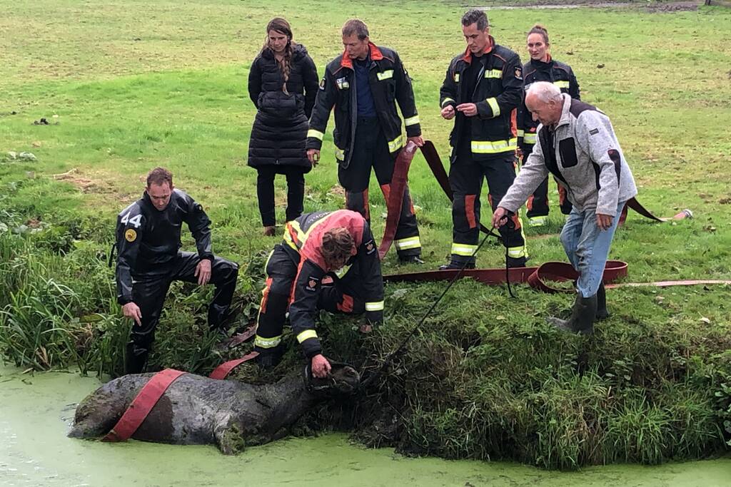 Paard met man en macht uit de sloot getrokken