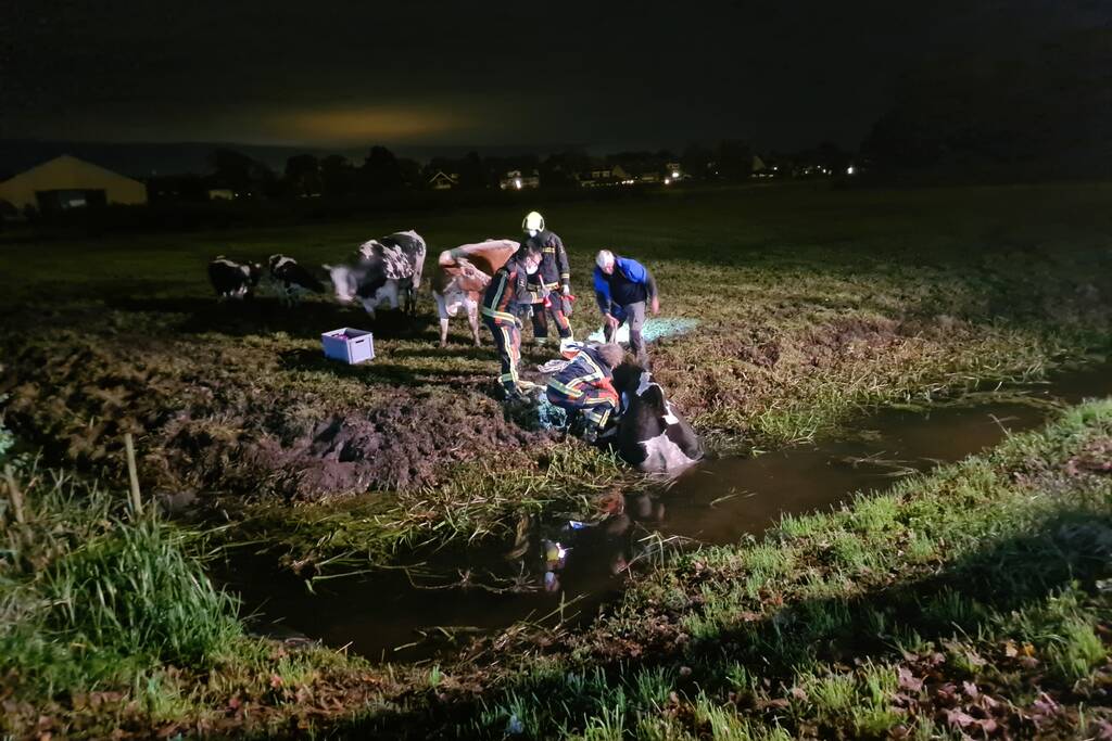 Nachtelijke reddingsactie voor koe te water