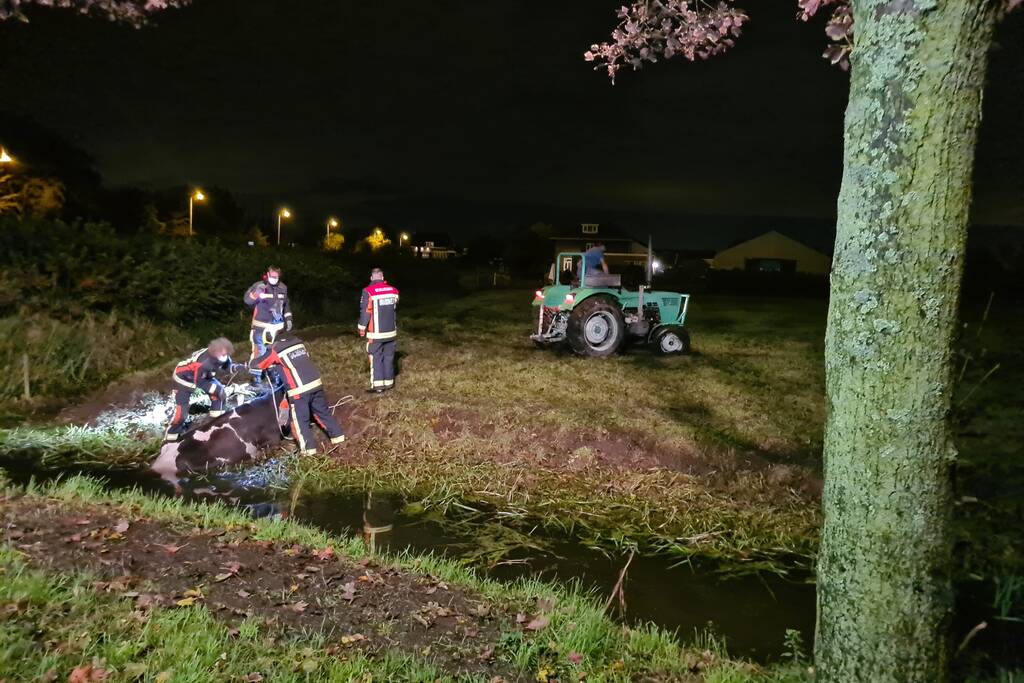 Nachtelijke reddingsactie voor koe te water