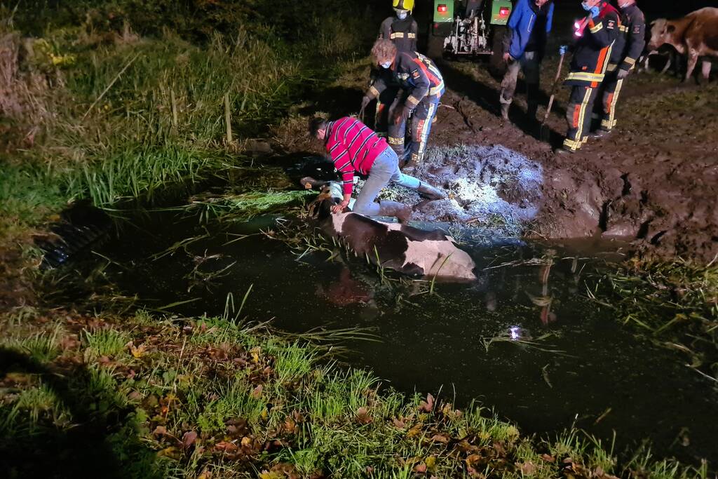 Nachtelijke reddingsactie voor koe te water