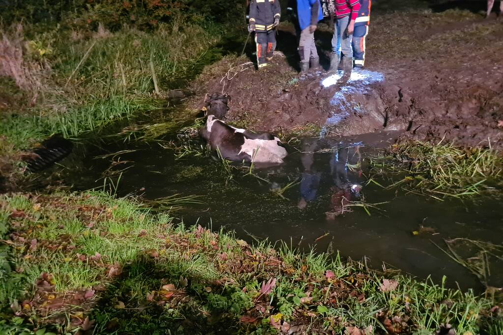 Nachtelijke reddingsactie voor koe te water