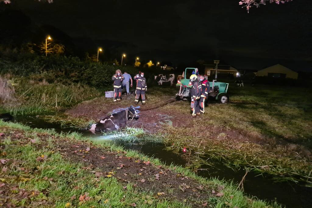 Nachtelijke reddingsactie voor koe te water