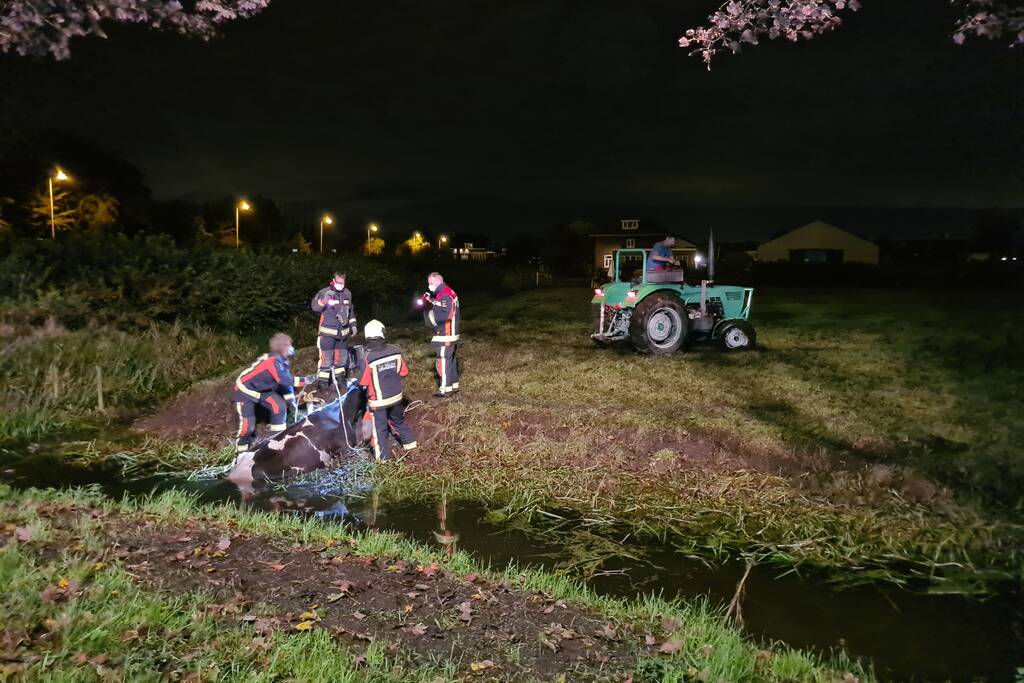 Nachtelijke reddingsactie voor koe te water