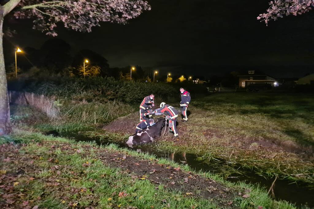 Nachtelijke reddingsactie voor koe te water