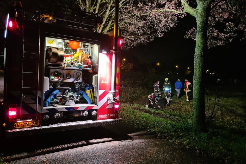 Nachtelijke reddingsactie voor koe te water