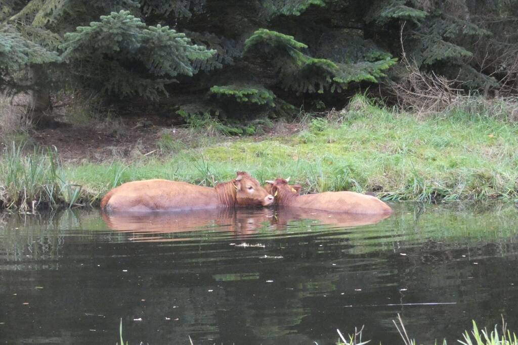 Twee koeien belanden in een sloot