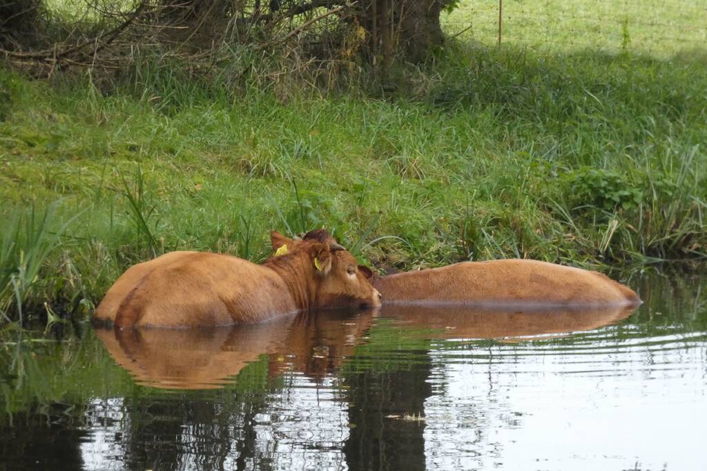 Twee koeien belanden in een sloot