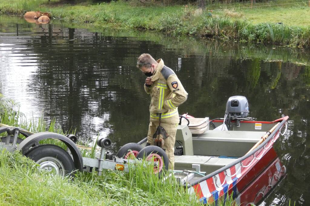 Twee koeien belanden in een sloot