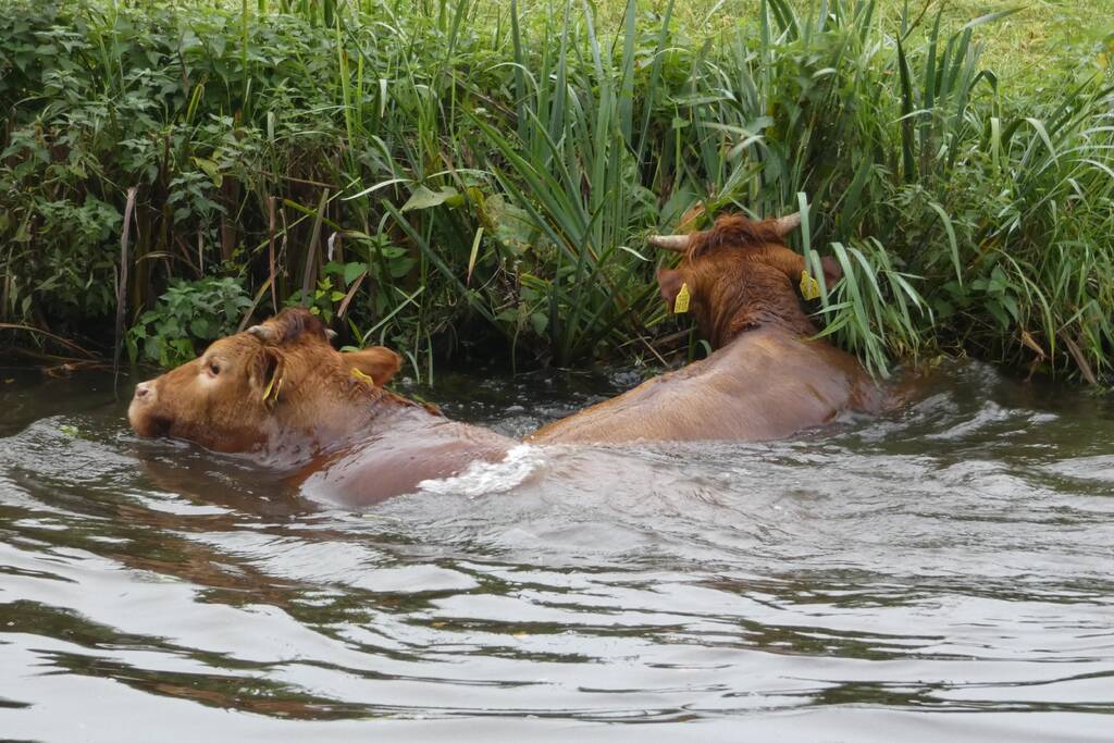 Twee koeien belanden in een sloot