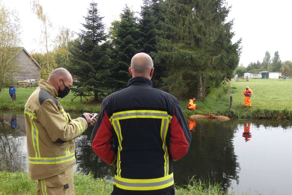 Twee koeien belanden in een sloot