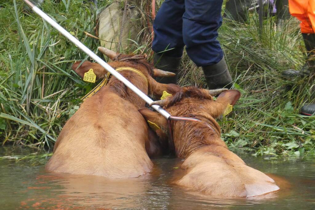 Twee koeien belanden in een sloot