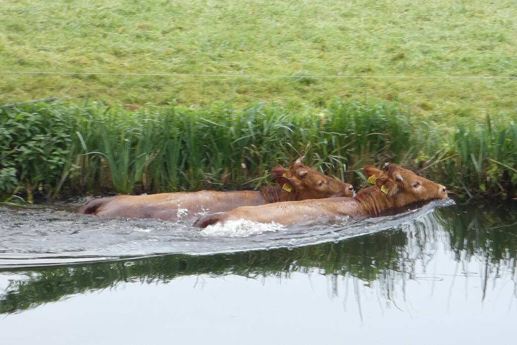 Twee koeien belanden in een sloot