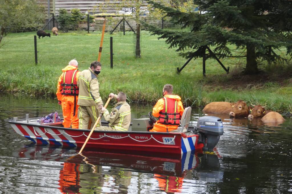 Twee koeien belanden in een sloot