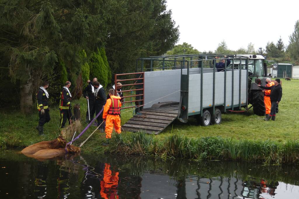 Twee koeien belanden in een sloot