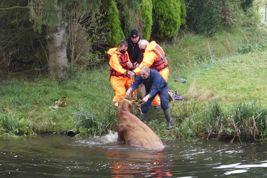 Twee koeien belanden in een sloot
