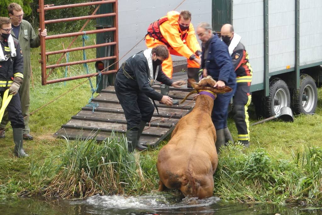 Twee koeien belanden in een sloot