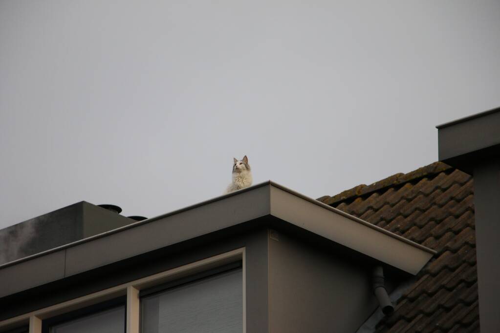 Brandweer redt kat van dak