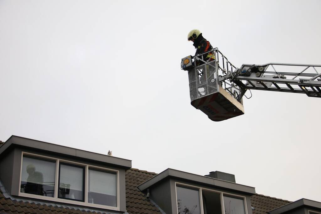 Brandweer redt kat van dak
