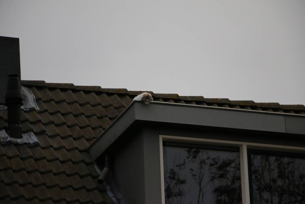 Brandweer redt kat van dak