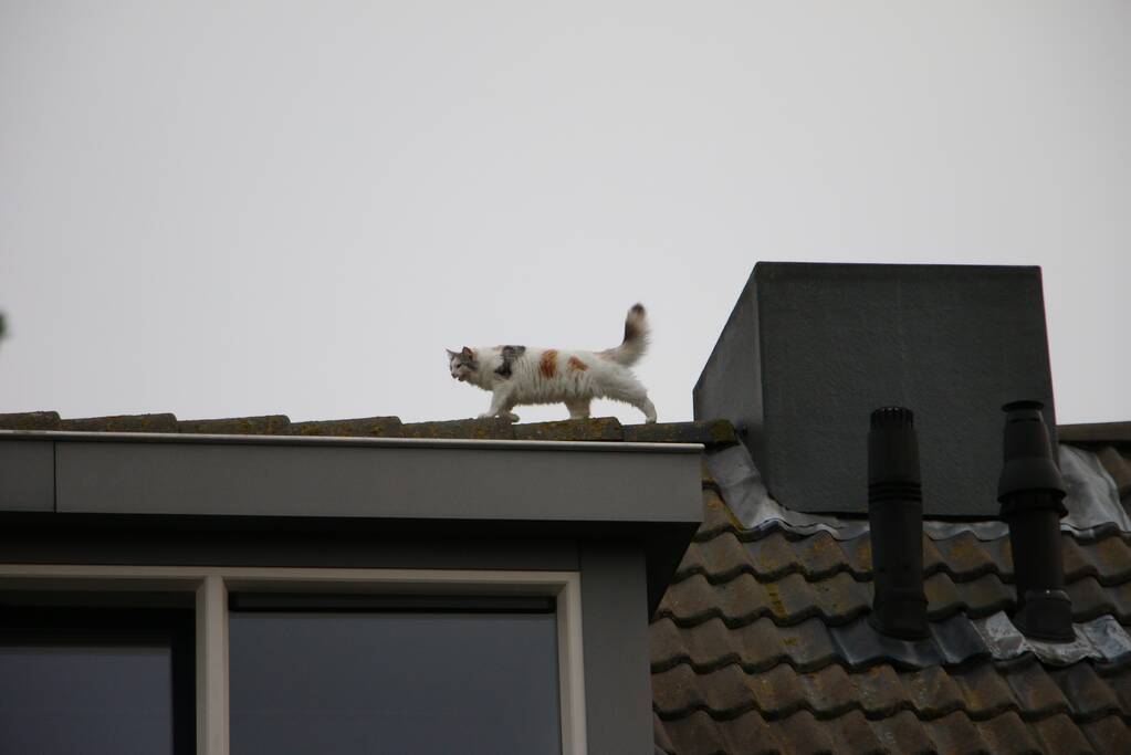 Brandweer redt kat van dak