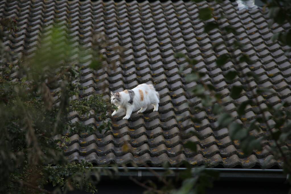 Brandweer redt kat van dak