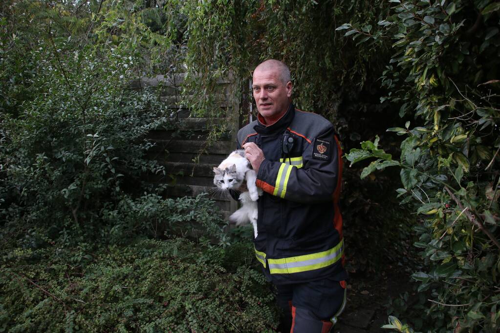 Brandweer redt kat van dak