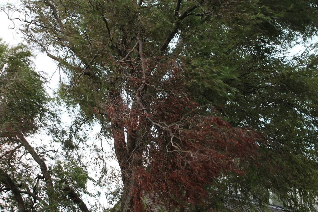 Gevaarlijke hangende tak zorgt voor onveilige situatie.