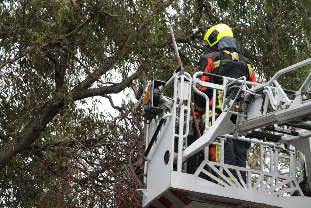 Gevaarlijke hangende tak zorgt voor onveilige situatie.