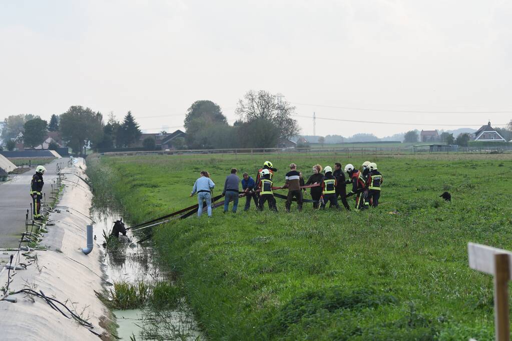 Brandweer haalt paard uit sloot