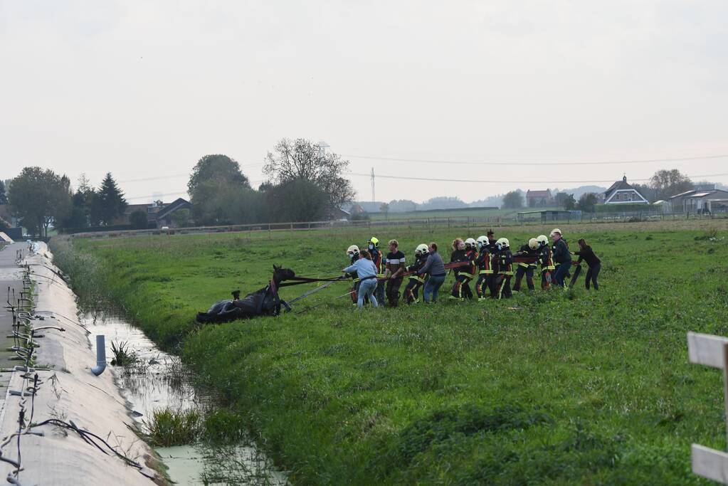 Brandweer haalt paard uit sloot