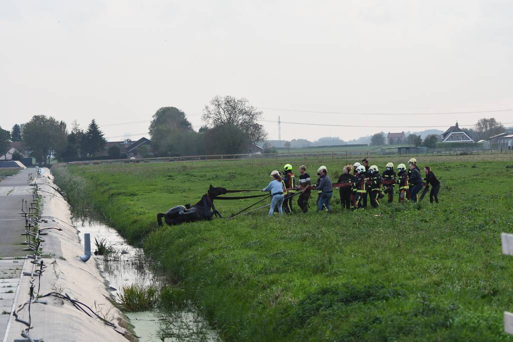 Brandweer haalt paard uit sloot