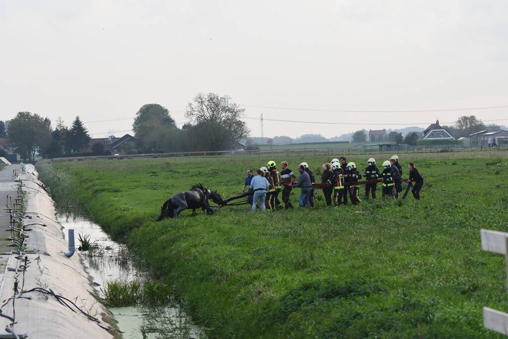 Brandweer haalt paard uit sloot