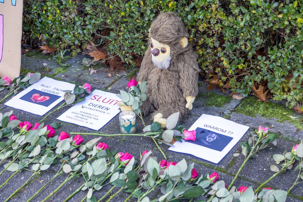 Protestactie tegen doodgeschoten chimpansees DierenPark Amersfoort