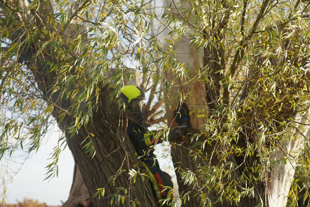Boom mogelijk in brand door vuurwerk