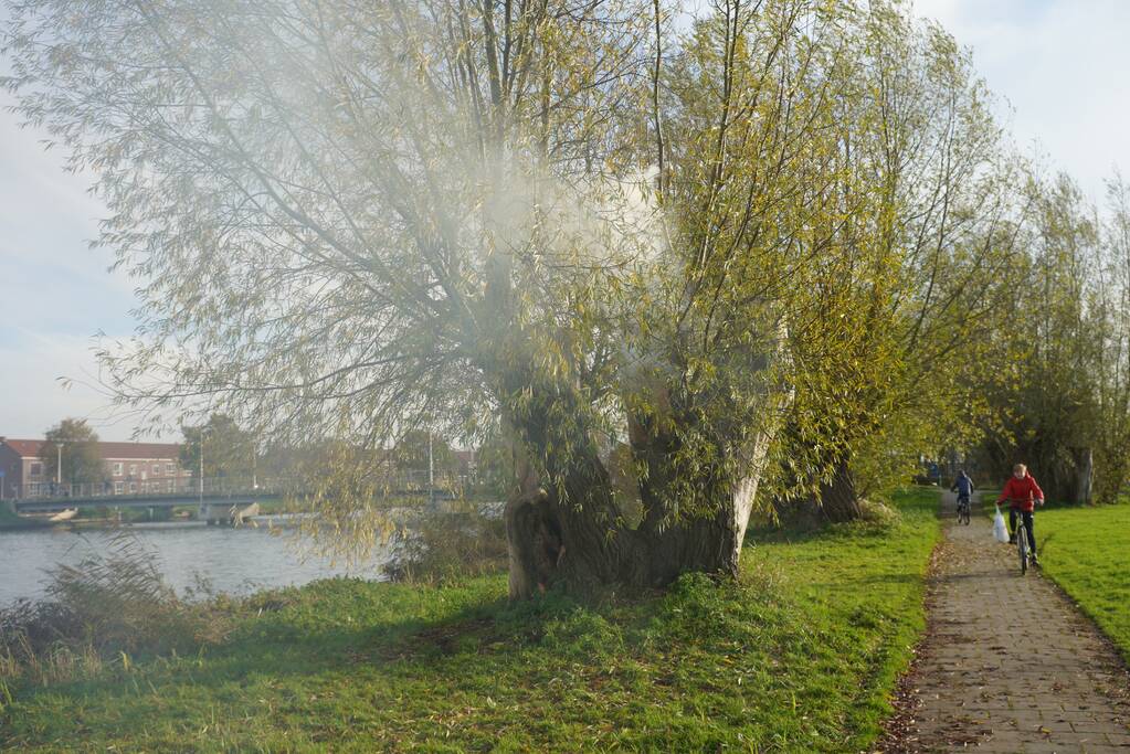 Boom mogelijk in brand door vuurwerk