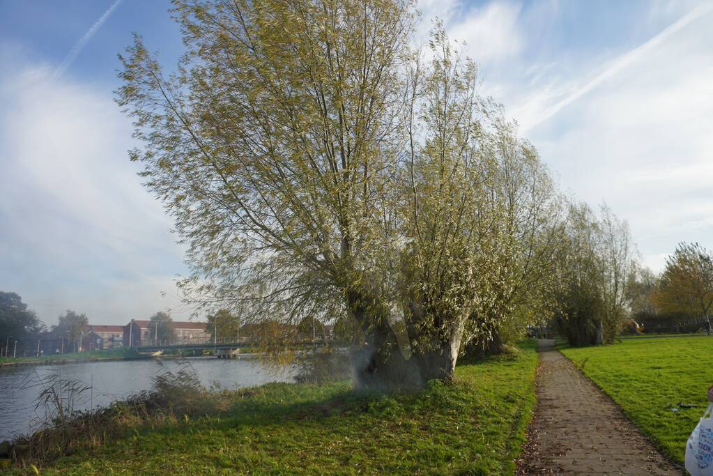 Boom mogelijk in brand door vuurwerk