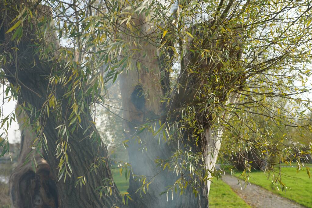 Boom mogelijk in brand door vuurwerk