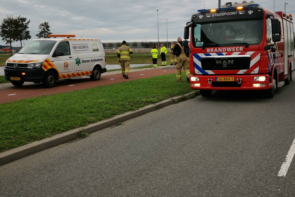 Brandweer redt zwaan met gebroken vleugel