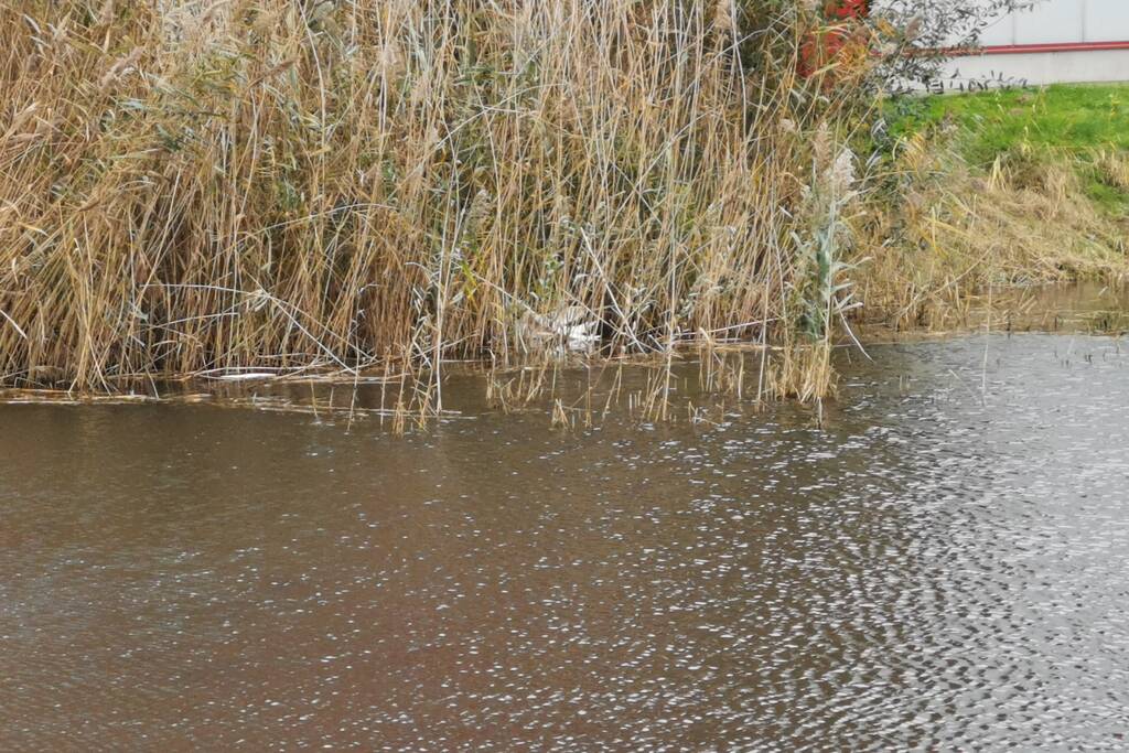 Brandweer redt zwaan met gebroken vleugel