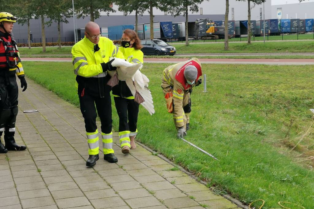 Brandweer redt zwaan met gebroken vleugel