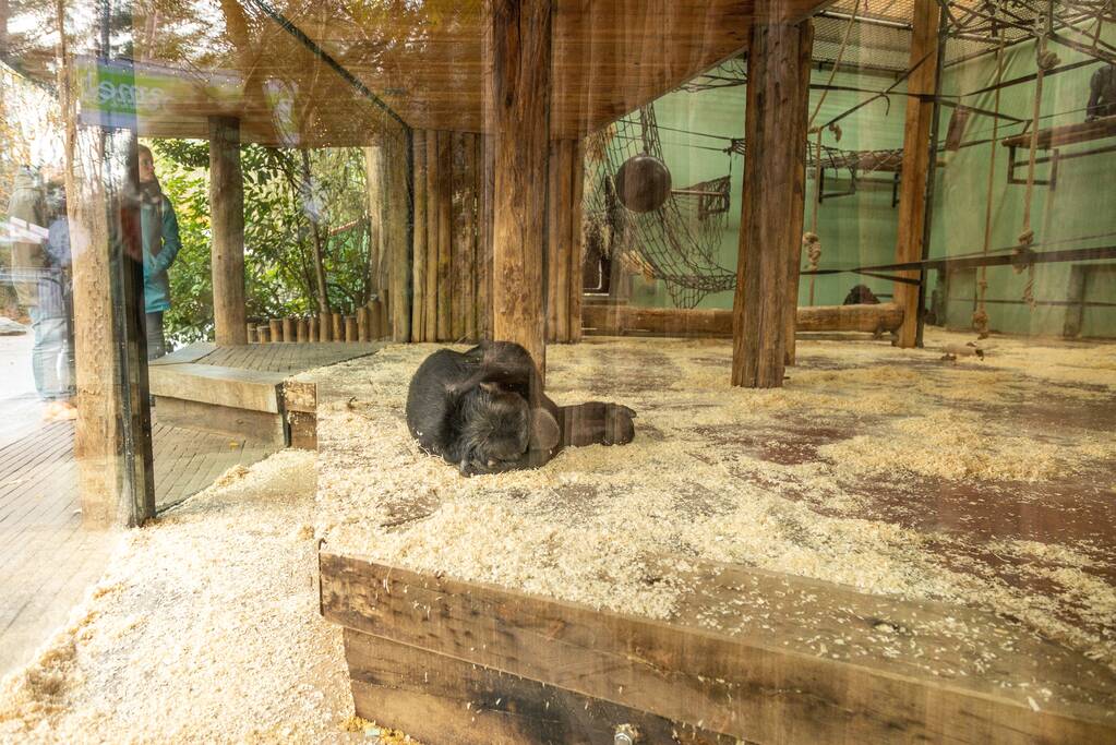 Dierenpark Amersfoort heeft haar deuren weer geopend