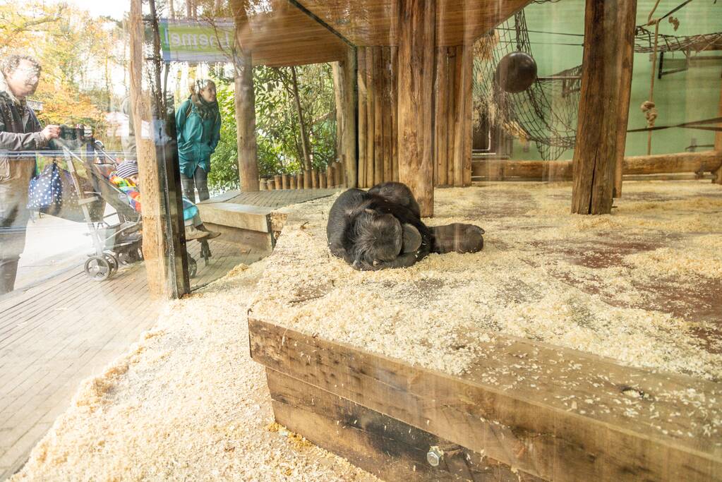 Dierenpark Amersfoort heeft haar deuren weer geopend