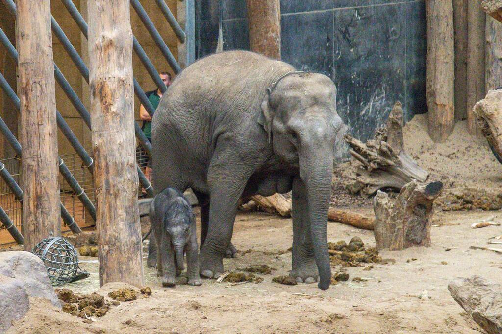 Dierenpark Amersfoort heeft haar deuren weer geopend