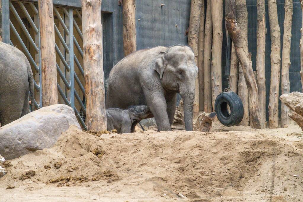 Dierenpark Amersfoort heeft haar deuren weer geopend