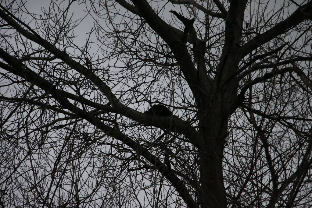 Brandweer red kat uit boom